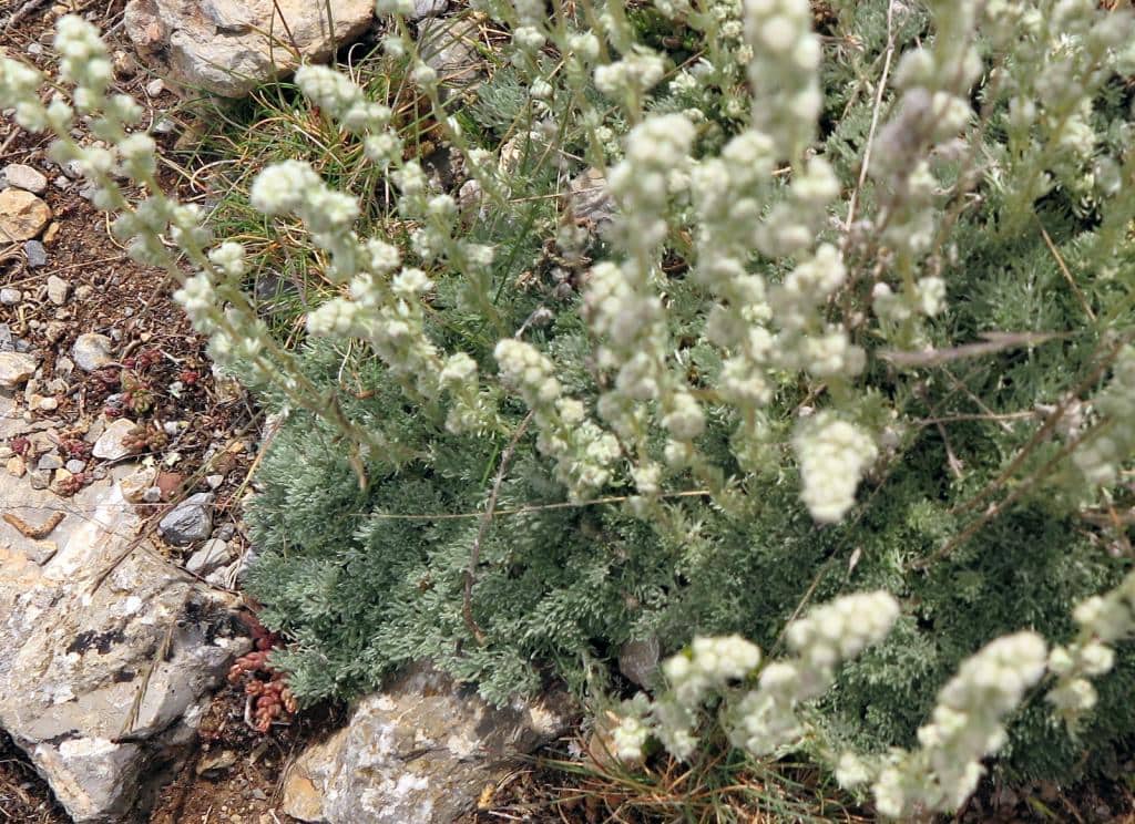 Imagen de Artemisia