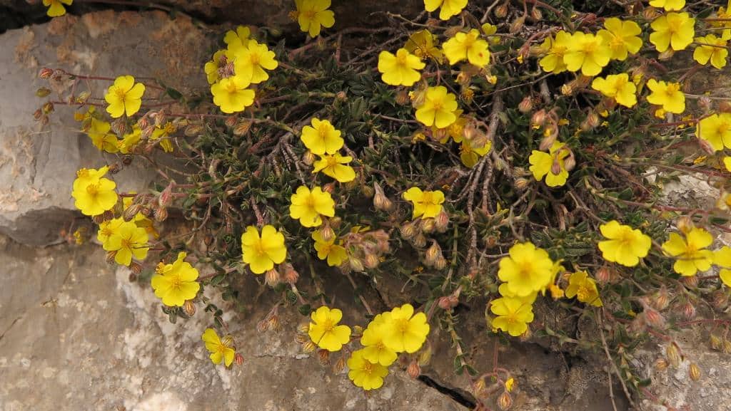 Imagen de Helianthemum