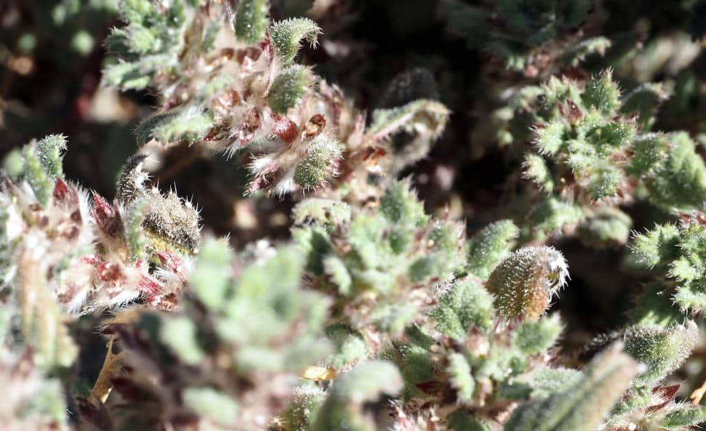 Imagen de Forsskaolea tenacissima L.