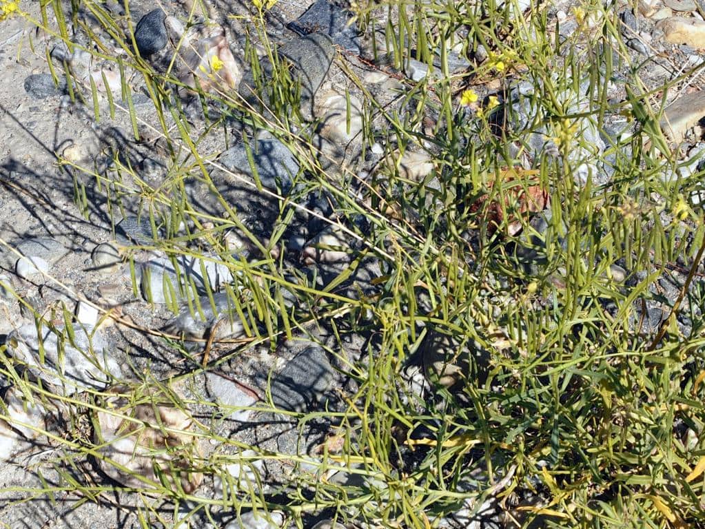 Imagen de Diplotaxis harra (Forssk.) Boiss. subsp. lagascana DC O.Bolós & Vigo