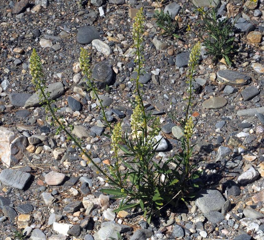 Imagen de Reseda lanceolata Lag.