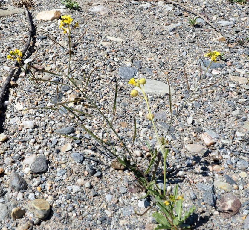 Imagen de Diplotaxis catholica L. DC ?