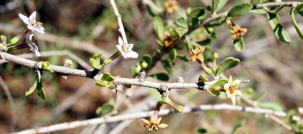 Imagen de Lycium europaeum L.