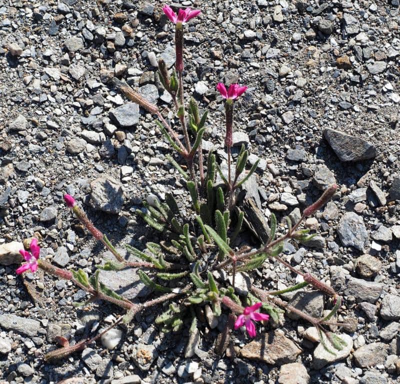 Imagen de Silene littorea Brot. subsp. adscendens (Lag.) Rivas Goday