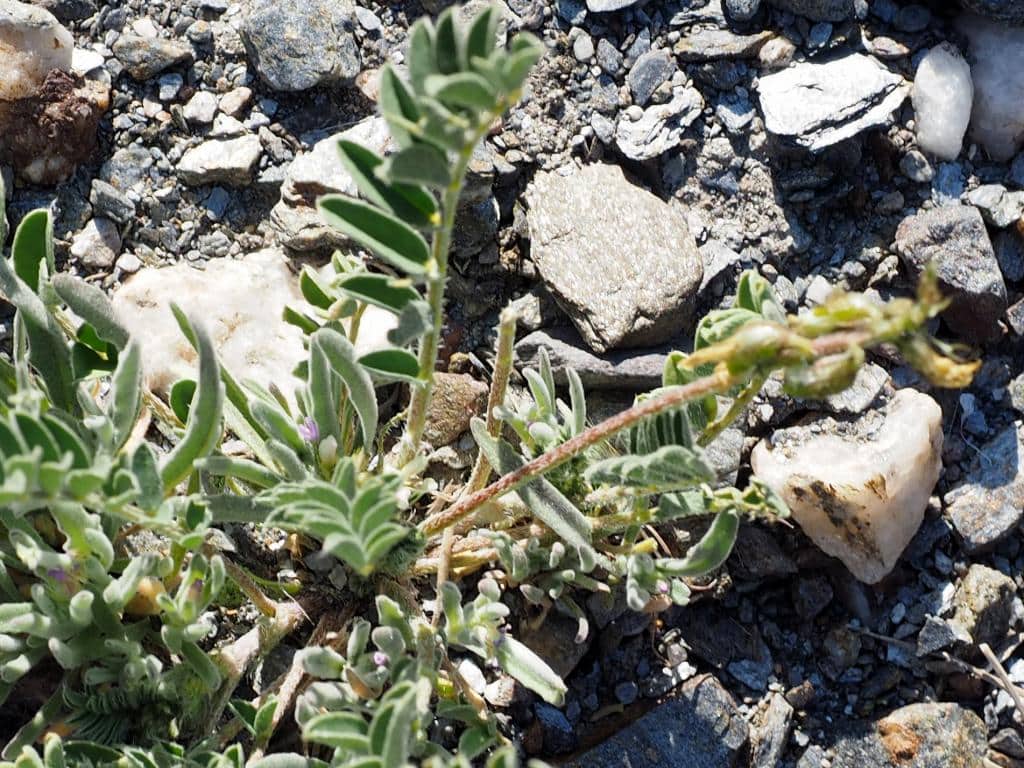 Imagen de Astragalus edulis Bunge
