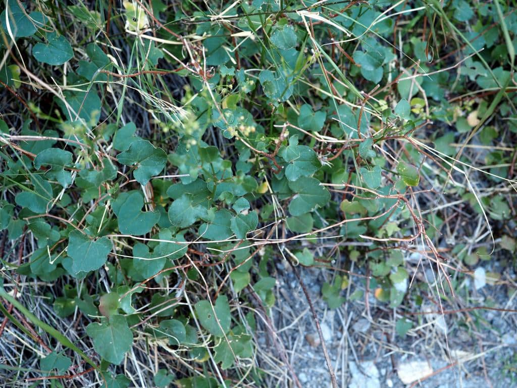 Imagen de Rumex induratus Boiss. & Reuter ?