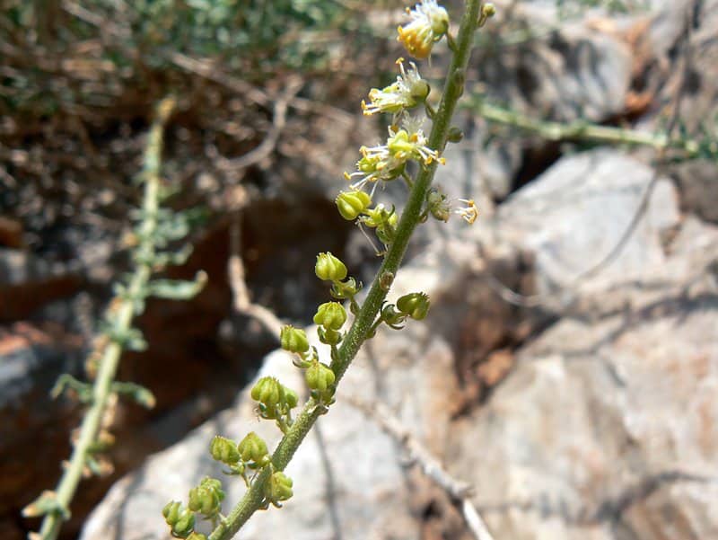 Imagen de Caylusea hexagyna (Forskal) M.L. Green