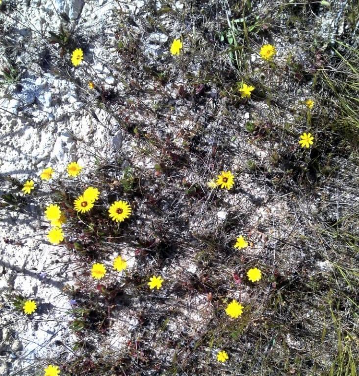 Imagen de Reichardia tingitana (L.) Roth.