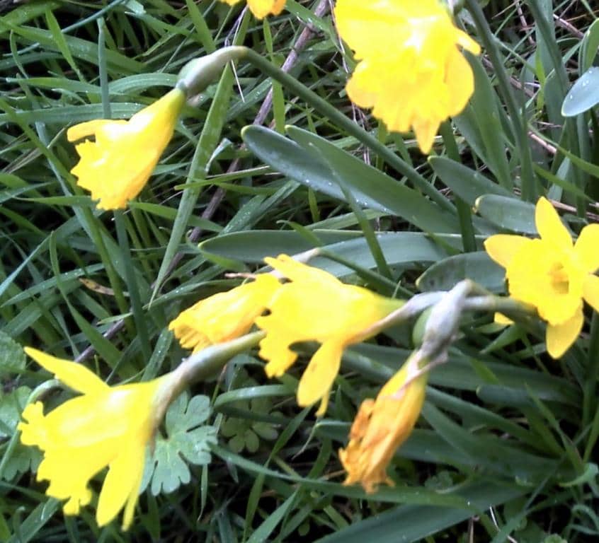 Imagen de Narcissus minor L. subsp. asturiensis (Jord.) Barra & G. López