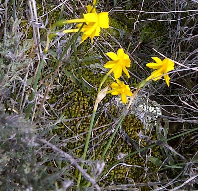 Imagen de Narcissus assoanus Dufour ex Schult. & Schult. fil. in Roem. & Schult. ]