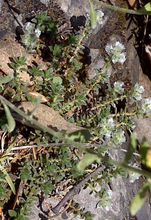 Imagen de Paronychia kapela (Jack.) A. Kern