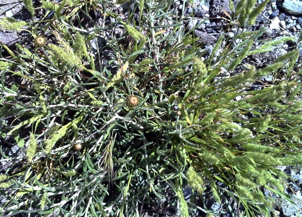 Imagen de Rostraria pumila (Desf.) Tzvelev