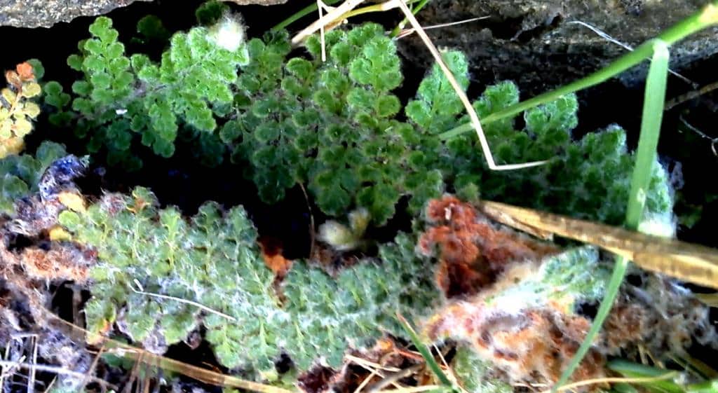 Imagen de Cosentinia vellea (Aiton) Tod