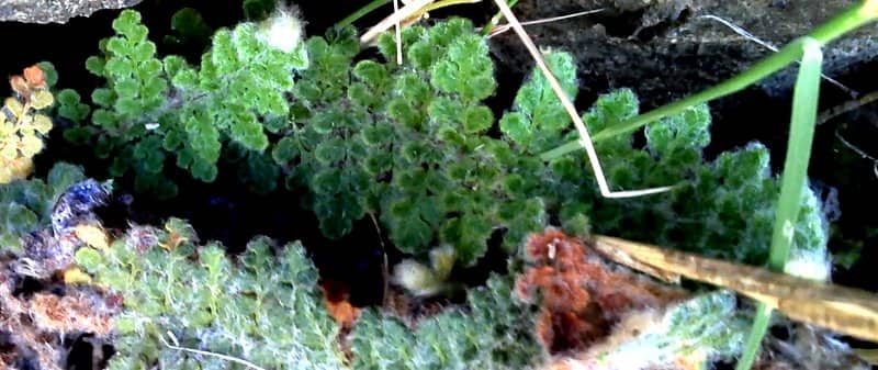 Imagen de Cosentinia vellea (Aiton) Tod