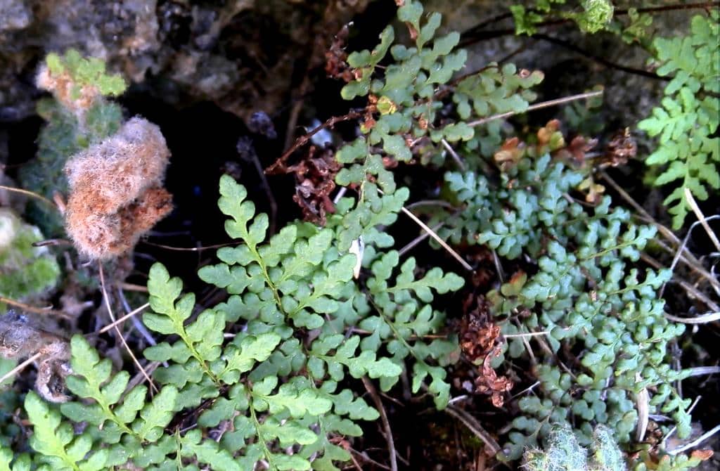 Imagen de Cheilanthes maderensis Lowe