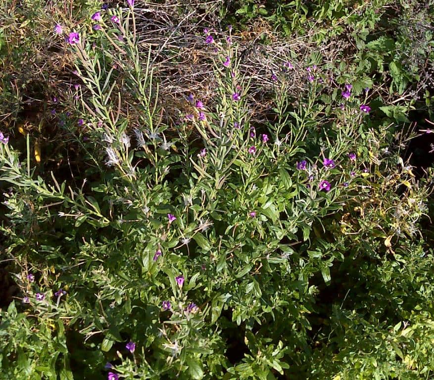 Imagen de Epilobium hirsutum )