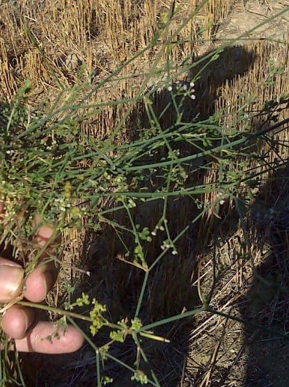 Imagen de Petroselinum segetum (L.) W.D.J. Koch