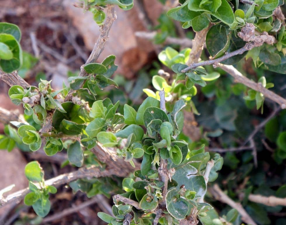 Imagen de Whitania adpressa Cosson ex Batt.