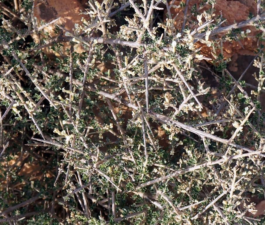 Imagen de Calicotome infesta (C. Pressl.) Gus