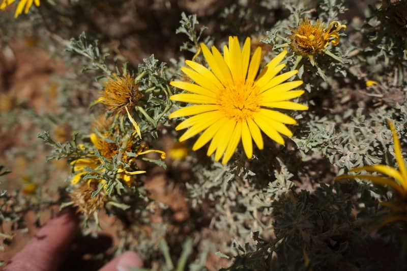Imagen de Anvillea garcini subsp. radiata Coss. & Durieu