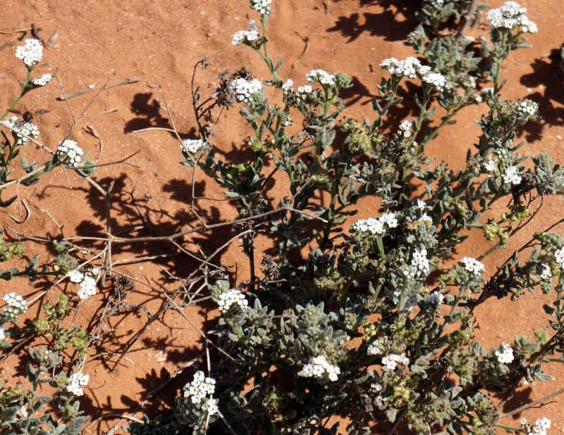 Imagen de Heliotropium crispum Desf.