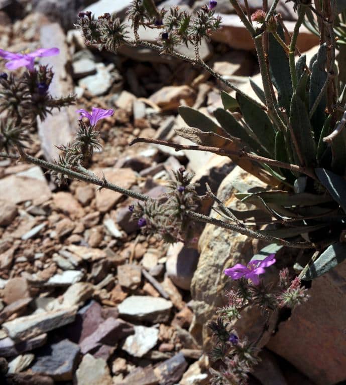 Imagen de Limoniastrum feei (Girard.) Batt.