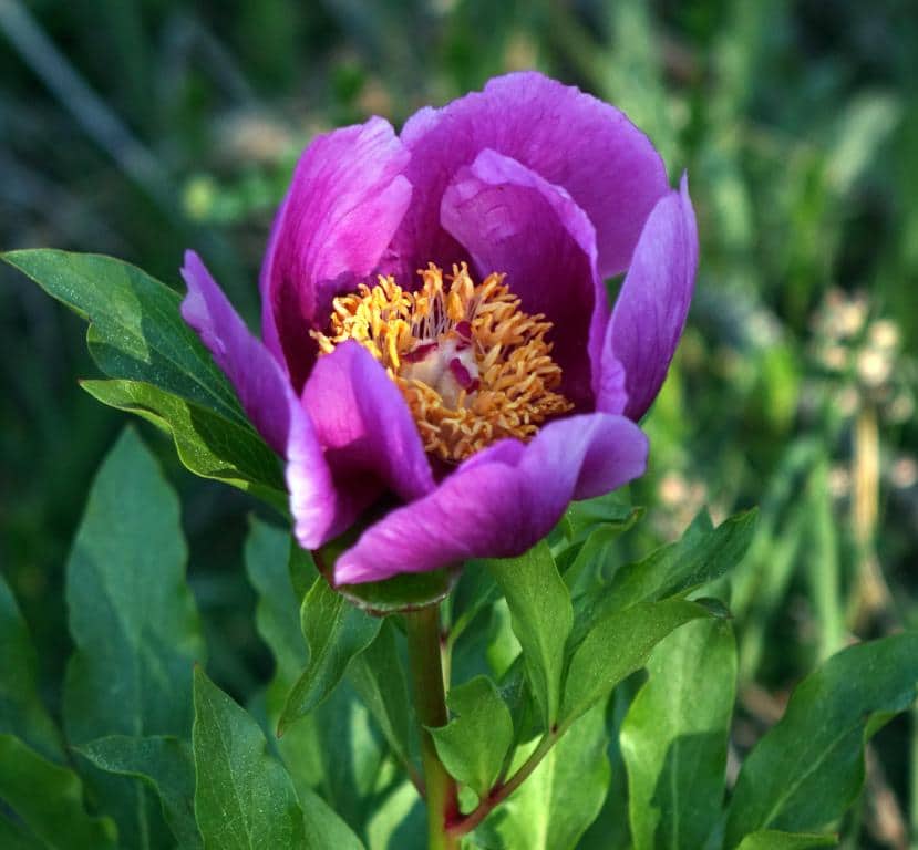 Imagen de Paeonia