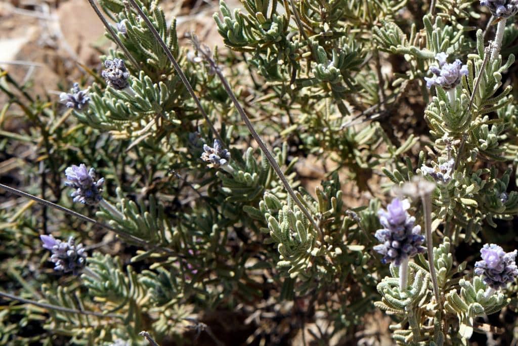 Imagen de Lavandula dentata L.