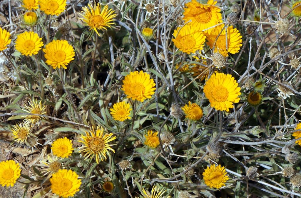 Imagen de Cladanthus arabicus (L.) Cass