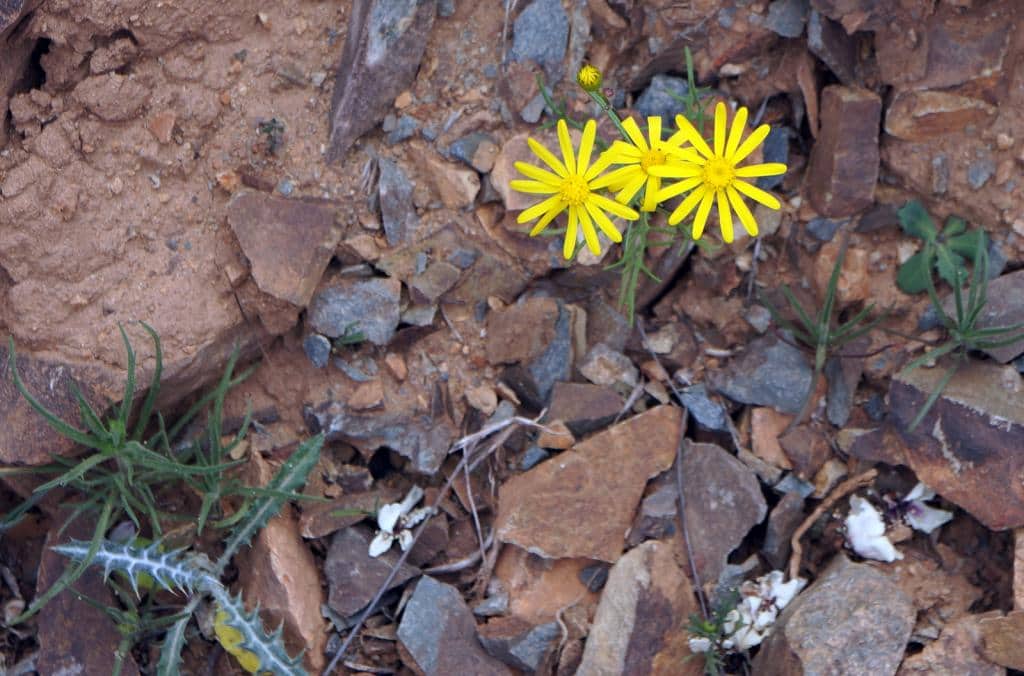 Imagen de Senecio glaucus L. subsp. coronopifolius (Maire) C. Alexander