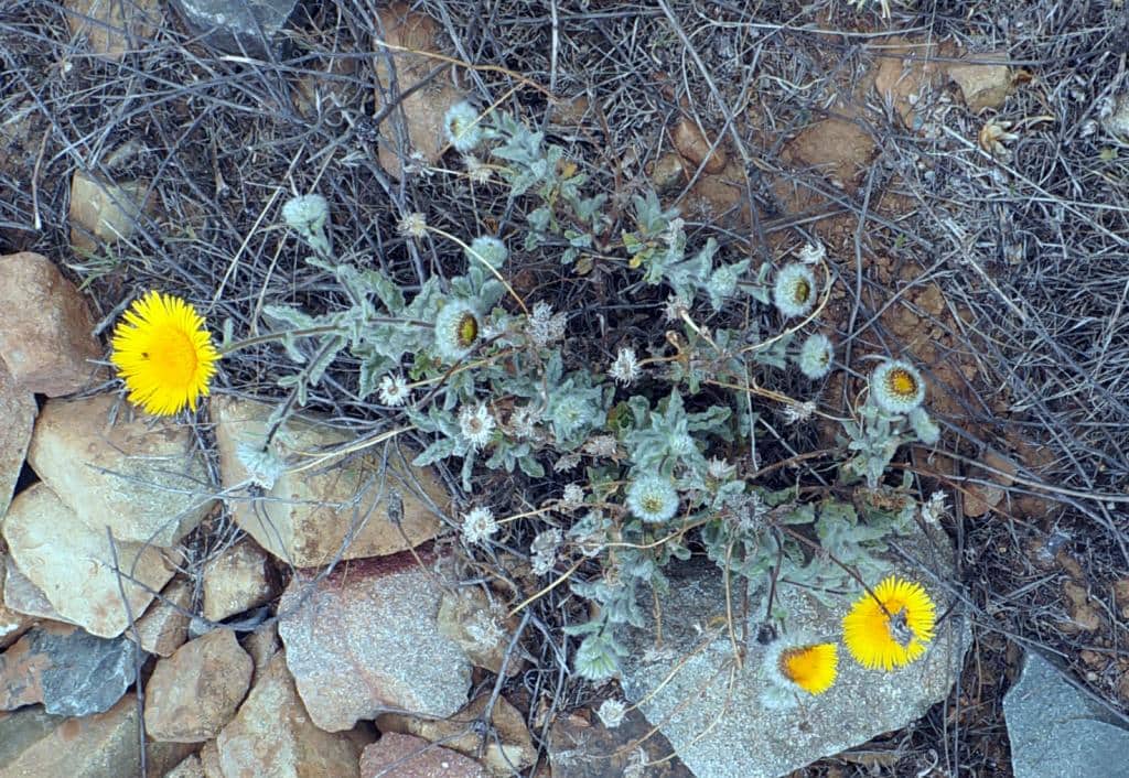 Imagen de Pulicaria mauritanica Batt.