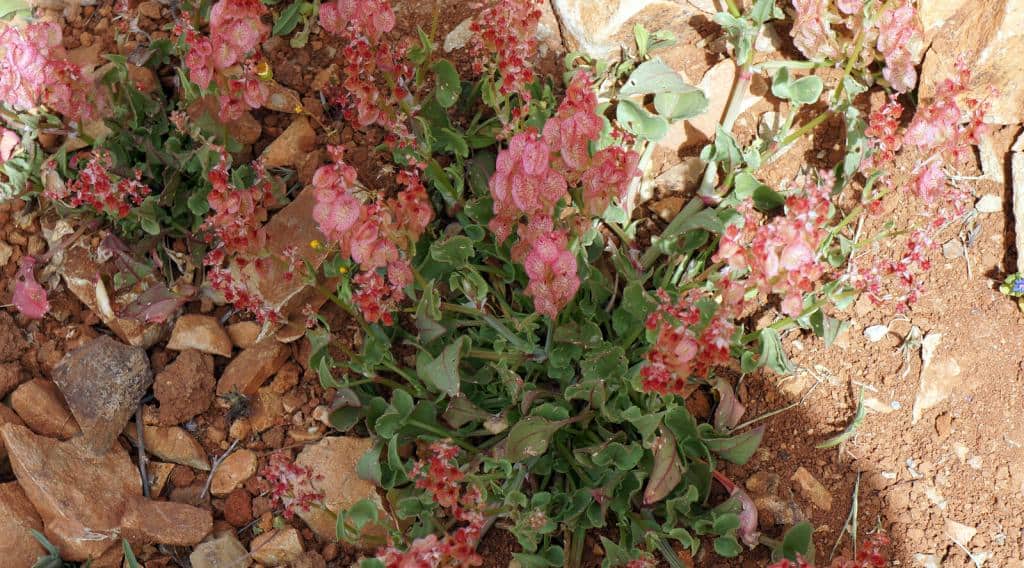 Imagen de Rumex papilio ?