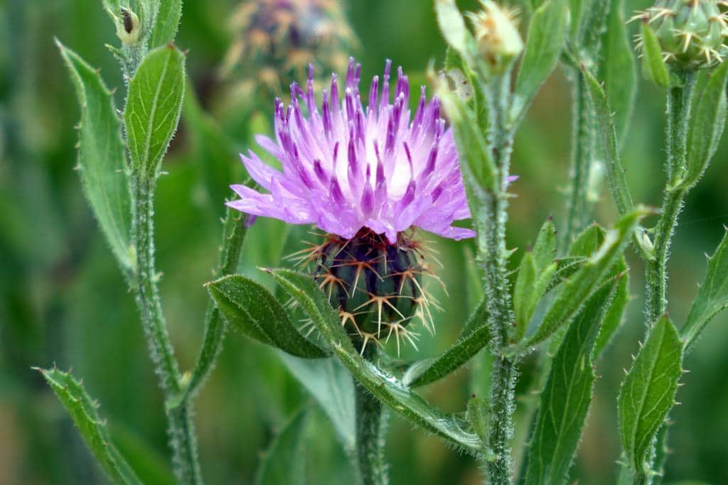 Imagen de Centaurea