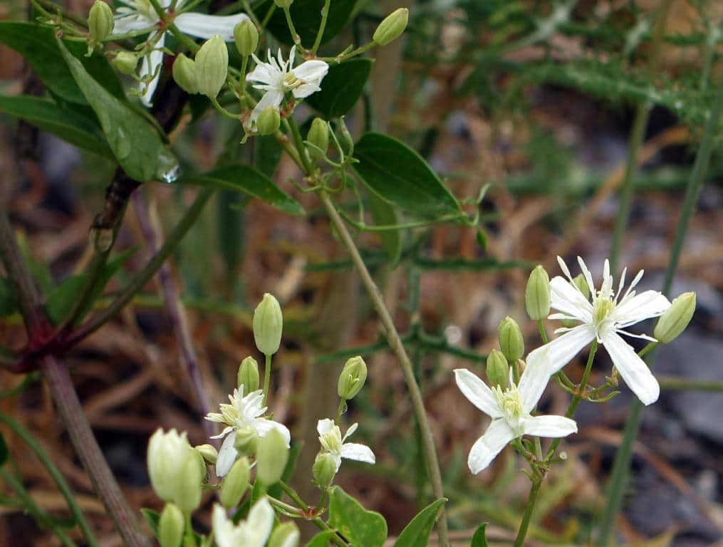 Imagen de Clematis