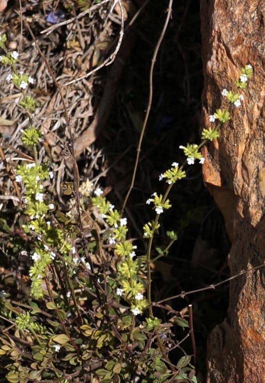 Imagen de Micromeria endémica