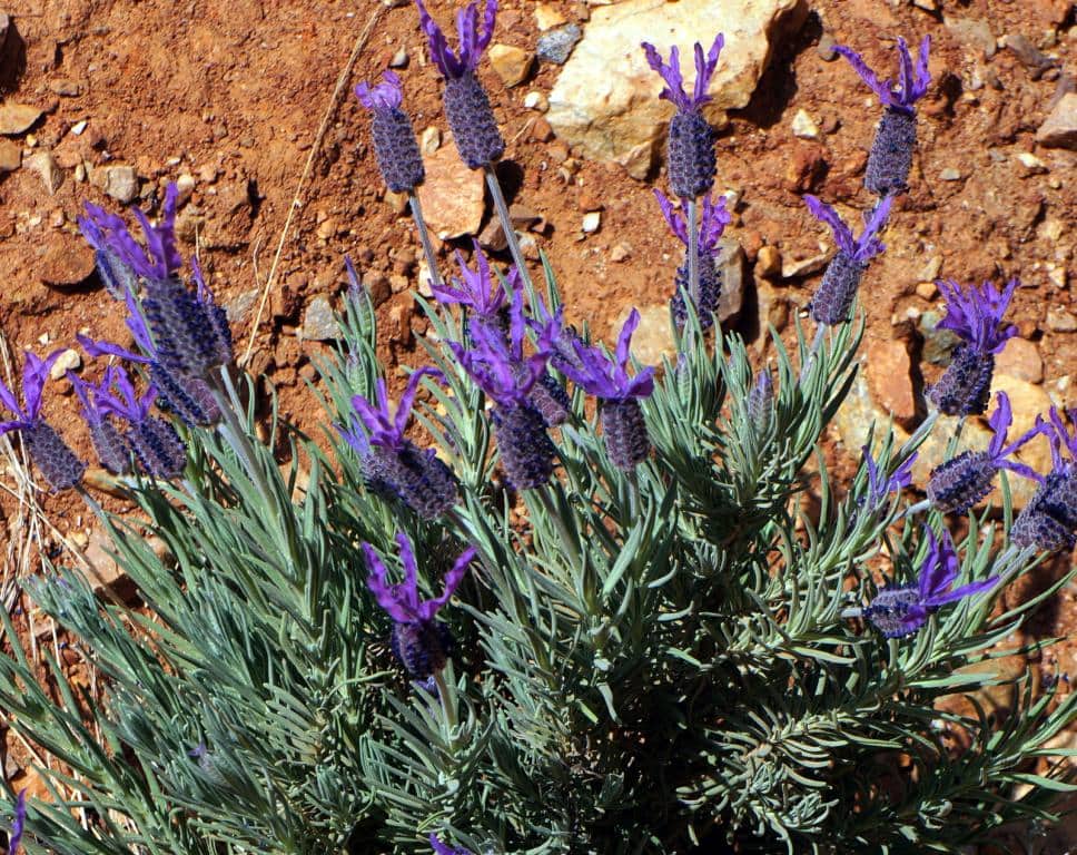 Imagen de Lavandula stoechas (L.) Moench