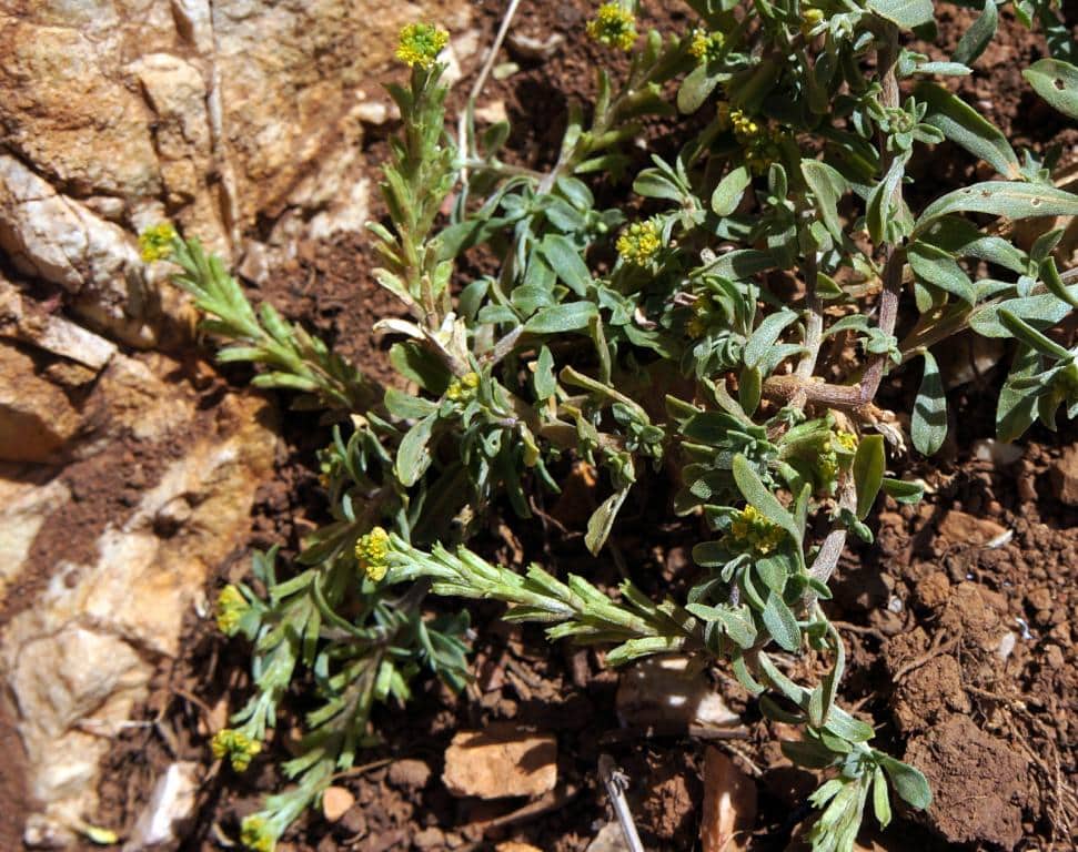 Imagen de Notoceras bicorne (Aiton) Amo