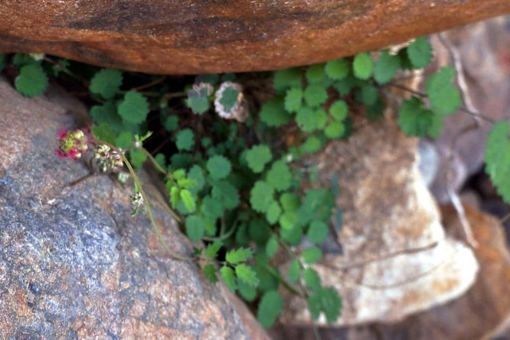 Imagen de Sanguisorba