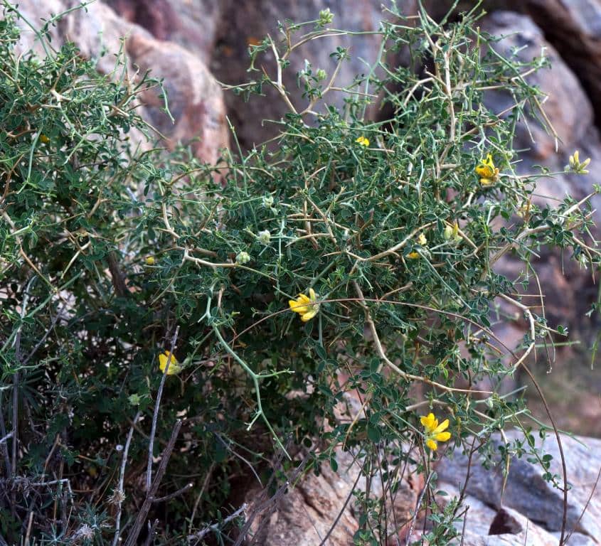 Imagen de Genista (trifoliada)