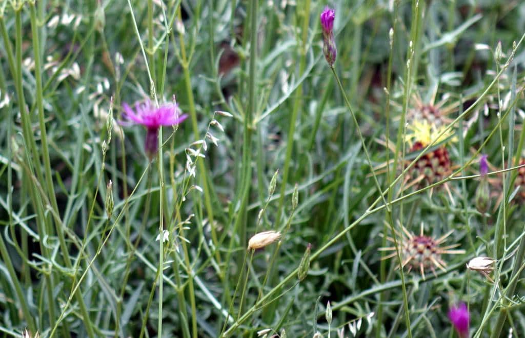 Imagen de Mantisalca