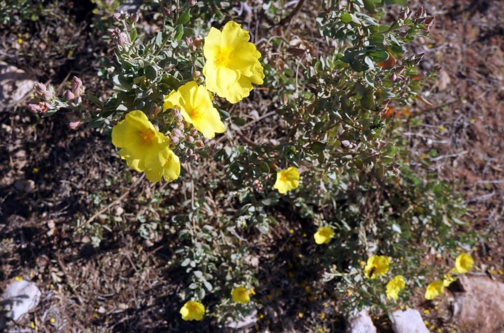 Imagen de Halimium halimifolium (L.) Willk. in Willk. & Lange