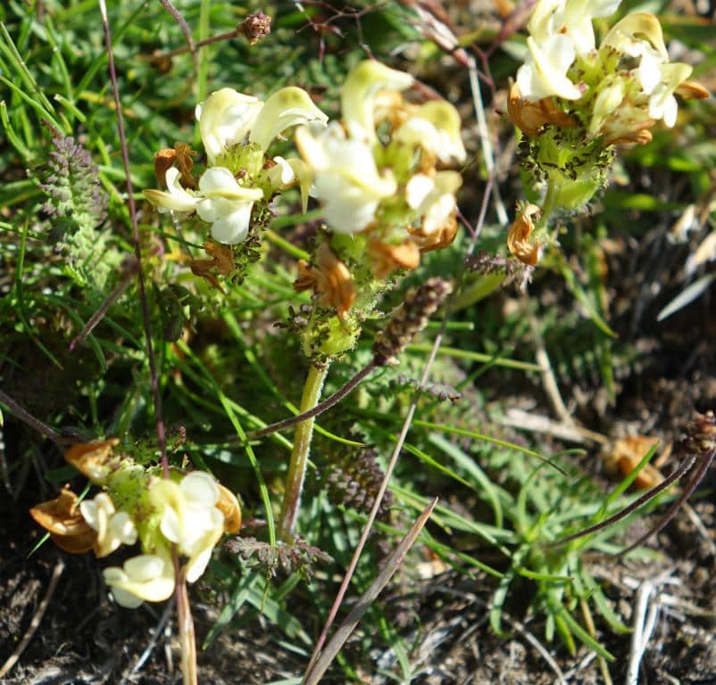 Imagen de Pedicularis
