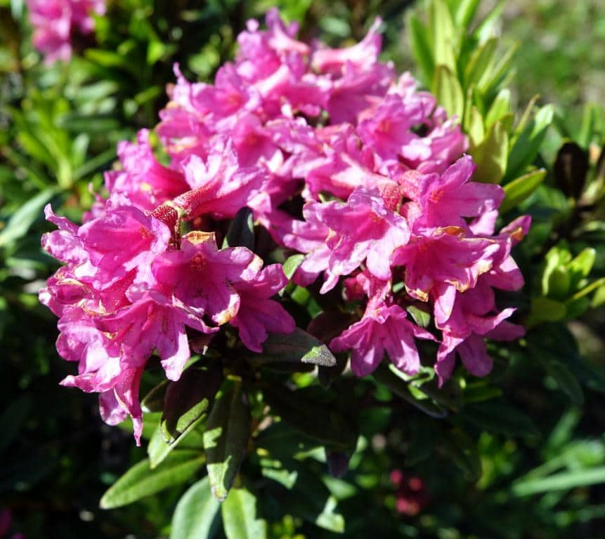 Imagen de Rhododendron