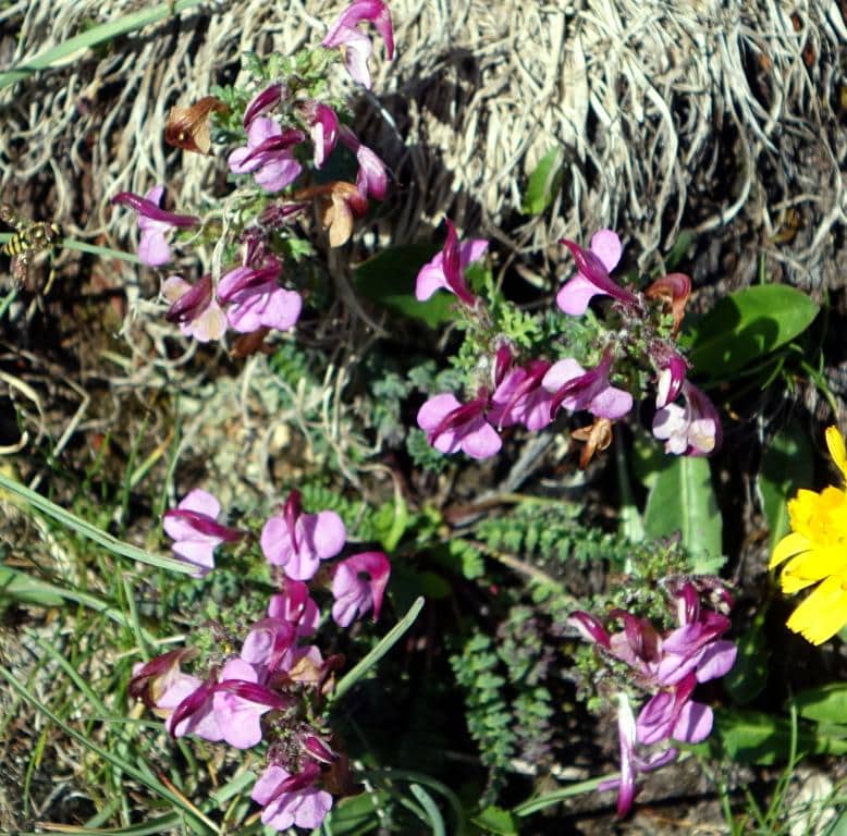 Imagen de Pedicularis