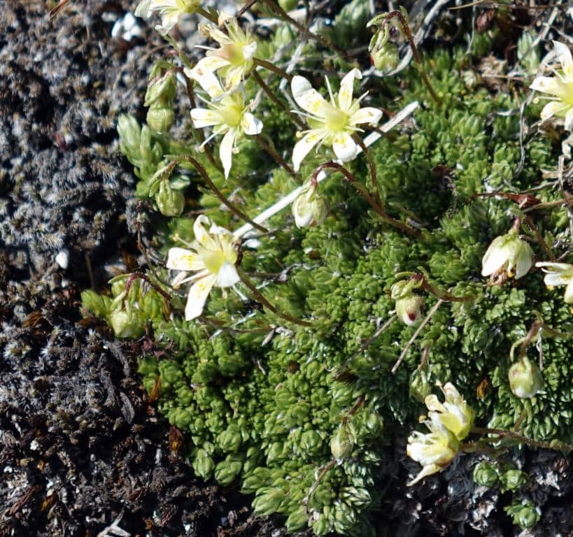 Imagen de Saxifraga