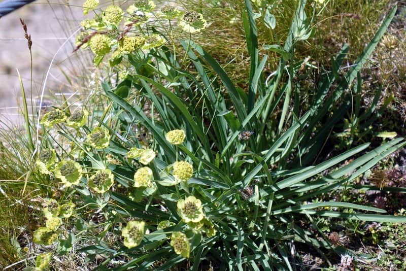 Imagen de Bupleurum stellatum L.