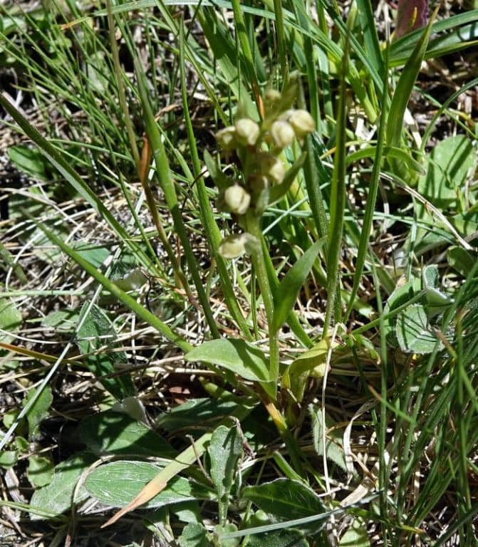 Imagen de Coeloglossum viride William Hudson