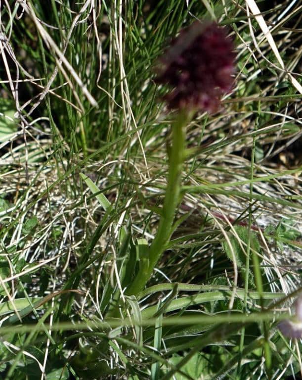 Imagen de Nigritella nigra aggr
