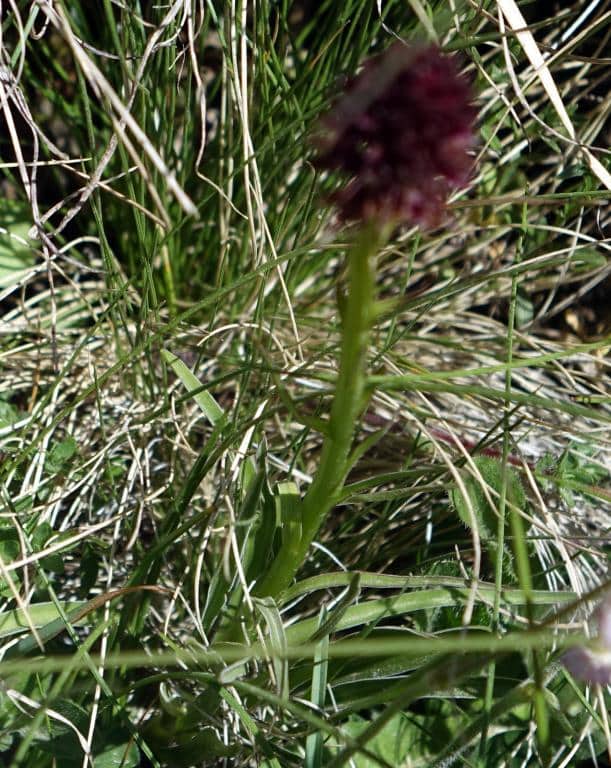 Imagen de Nigritella