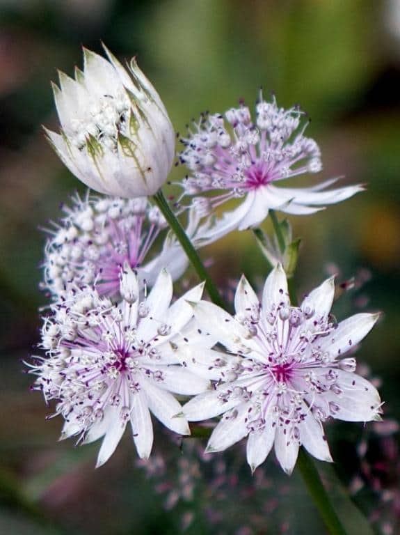 Imagen de Astrantia major L.